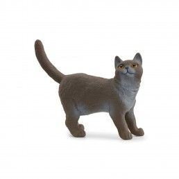 MINIATURA GATO BRITANICO DE PELO CURTO